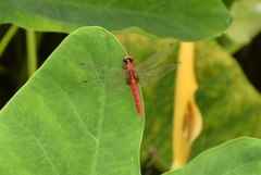 Rhodothemis rufa