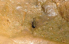 Myriochila undulata
