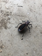 Ectrichodia crux