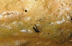 Myriochila undulata