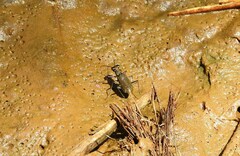 Myriochila undulata