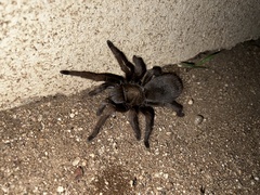 Theraphosinae