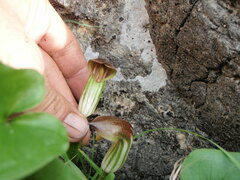 Arisarum vulgare