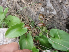 Arisarum vulgare