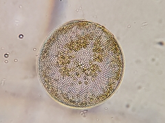 Coscinodiscophycidae