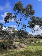 Eucalyptus pauciflora pauciflora