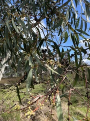 Eucalyptus pauciflora pauciflora