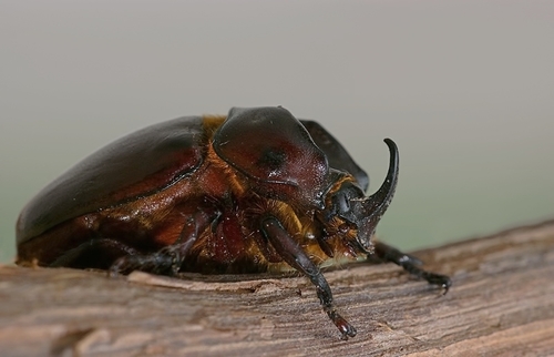 Phyllognathus excavatus