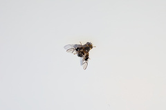 Anomoia purmunda