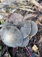 Panaeolus papilionaceus