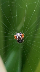 Thelacantha brevispina