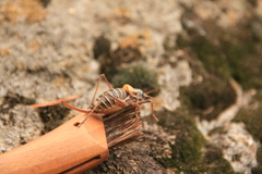 Lluciapomaresius stalii