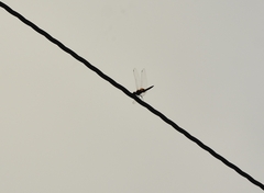 Urothemis signata