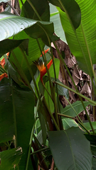 Heliconia latispatha