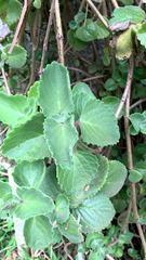 Coleus amboinicus