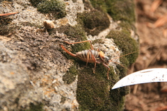 Lluciapomaresius stalii