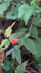 Rubus rosifolius