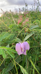 Centrosema virginianum