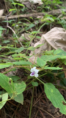 Asystasia intrusa