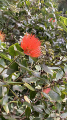 Metrosideros collina