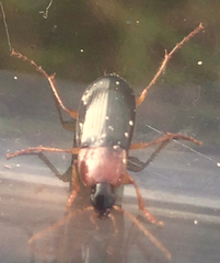 Calathus melanocephalus