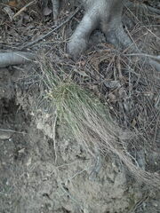 Carex humilis