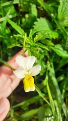 Viola arvensis