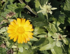 Calendula