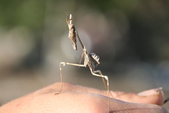 Empusa pennata