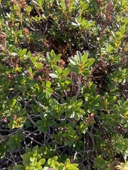 Rhododendron hirsutum