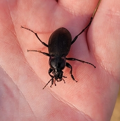 Carabus nemoralis