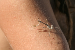 Empusa pennata
