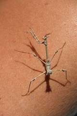 Empusa pennata