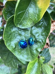 Tectocoris diophthalmus