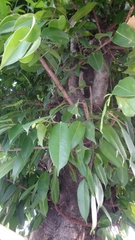 Ficus