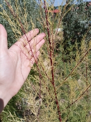 Tamarix