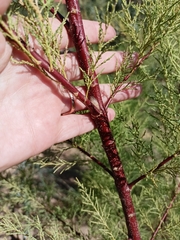 Tamarix