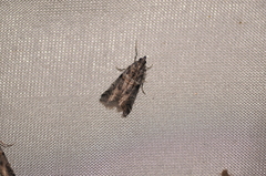 Acrobasis tricolorella