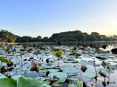 Nelumbo nucifera