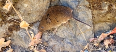 Microtus townsendii