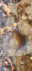 Microtus townsendii