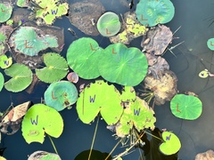 Nymphoides indica