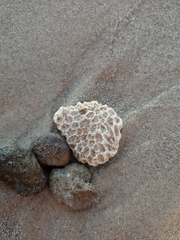 Plesiastrea versipora