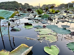 Nymphoides indica