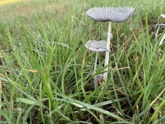 Coprinopsis lagopus