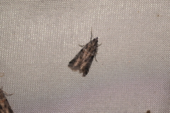 Acrobasis tricolorella
