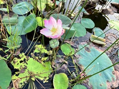 Nymphoides indica
