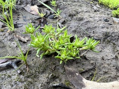 Siloxerus multiflorus