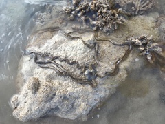 Macrophiothrix