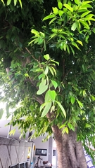 Ficus